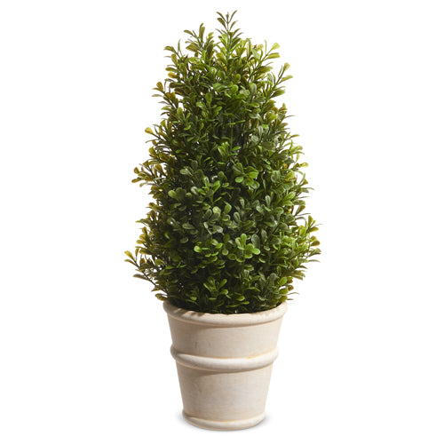 Tall Potted Boxwood