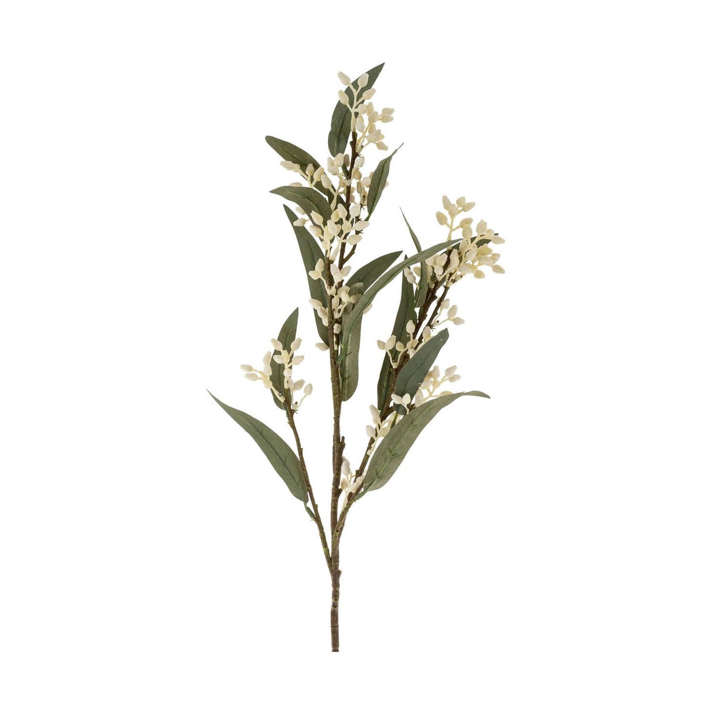 Flowering Eucalyptus Branch