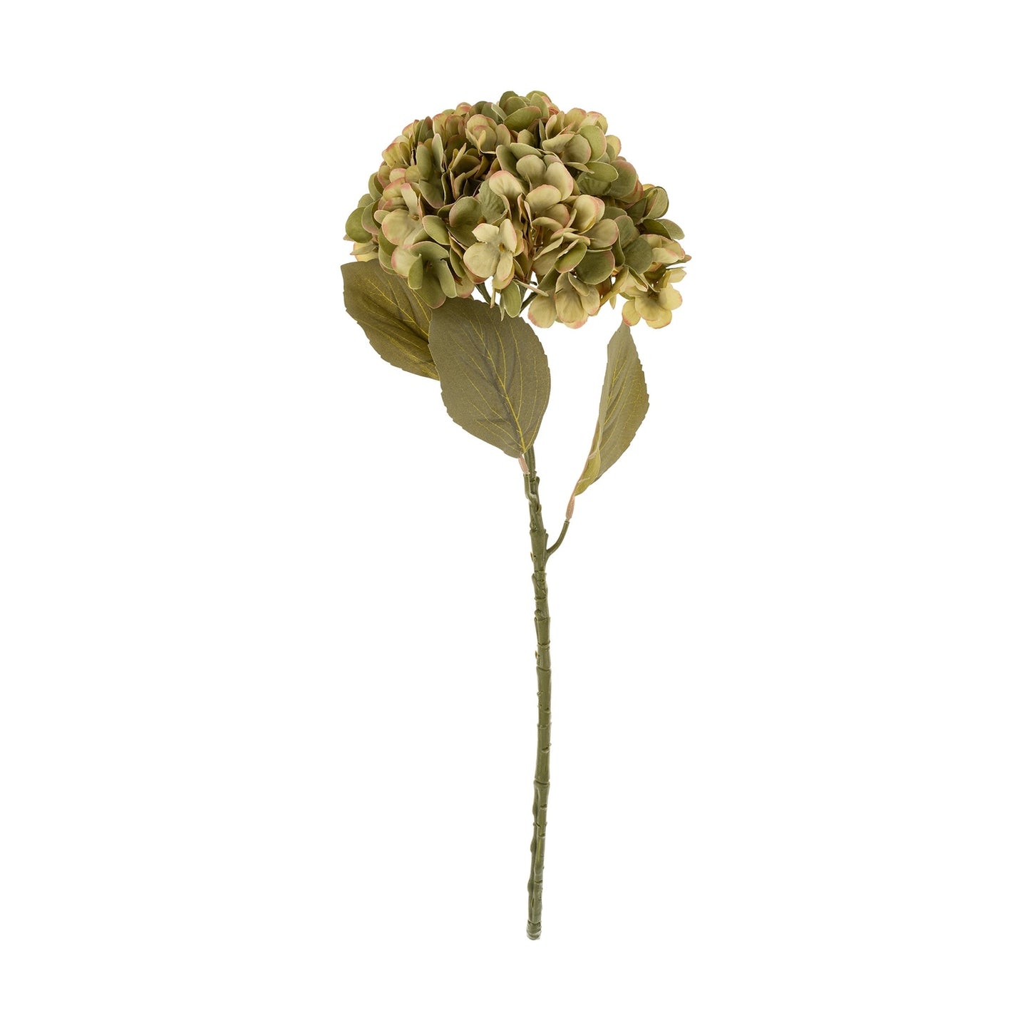 Green Faded Hydrangea Stem