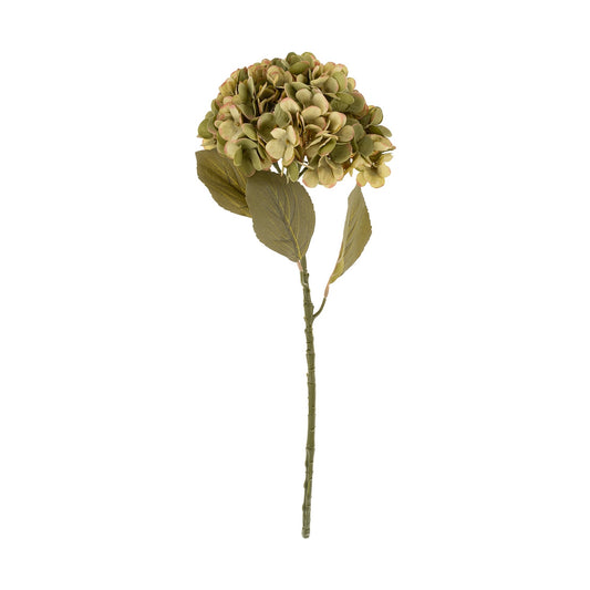 Green Faded Hydrangea Stem