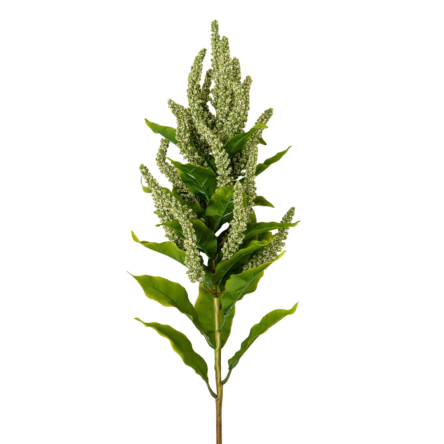 Green Foxtail Stem