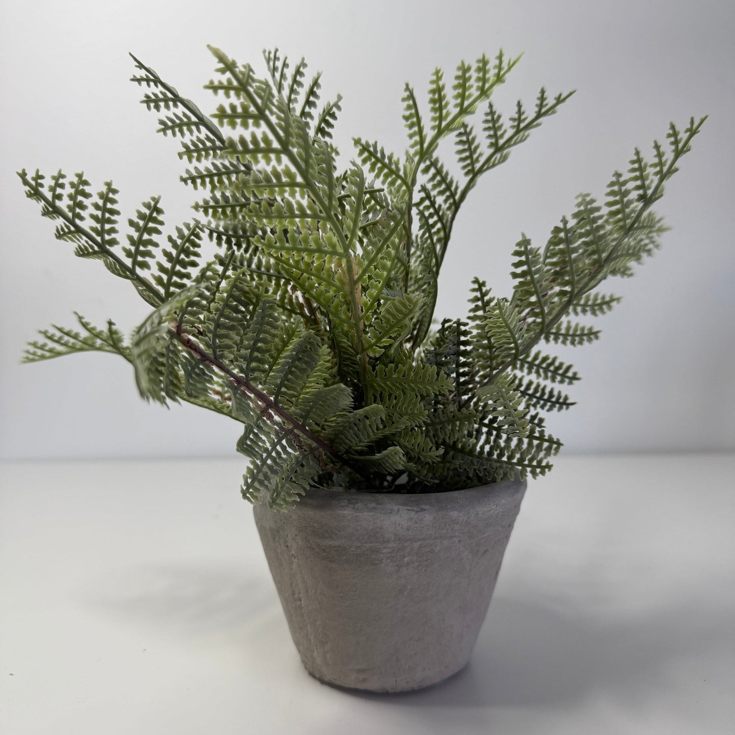 Potted Cement Fern