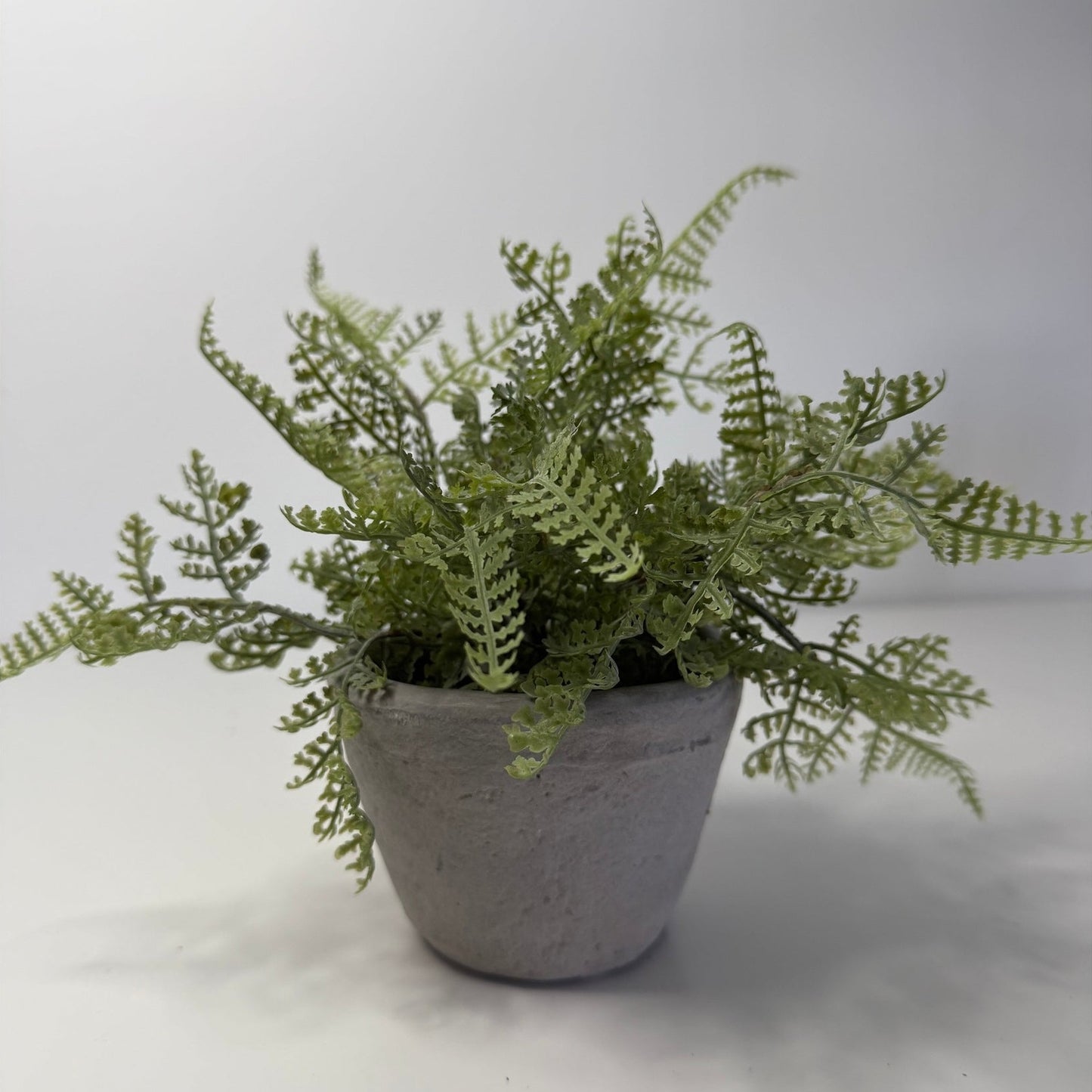 Potted Cement Fern