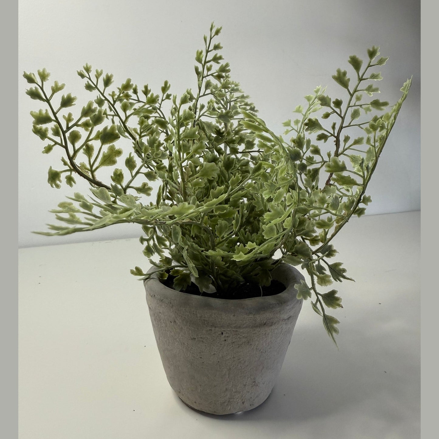 Potted Cement Fern
