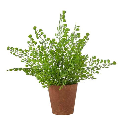 Potted Fern Rustic