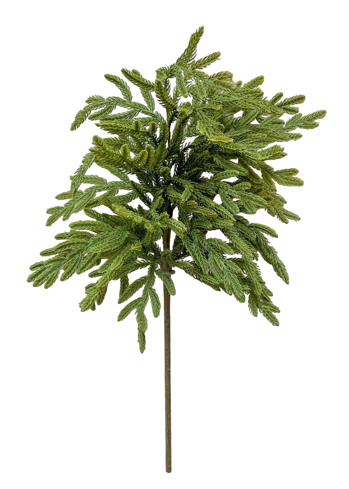 23" Fresh Touch Baby Norfolk Pine Spray