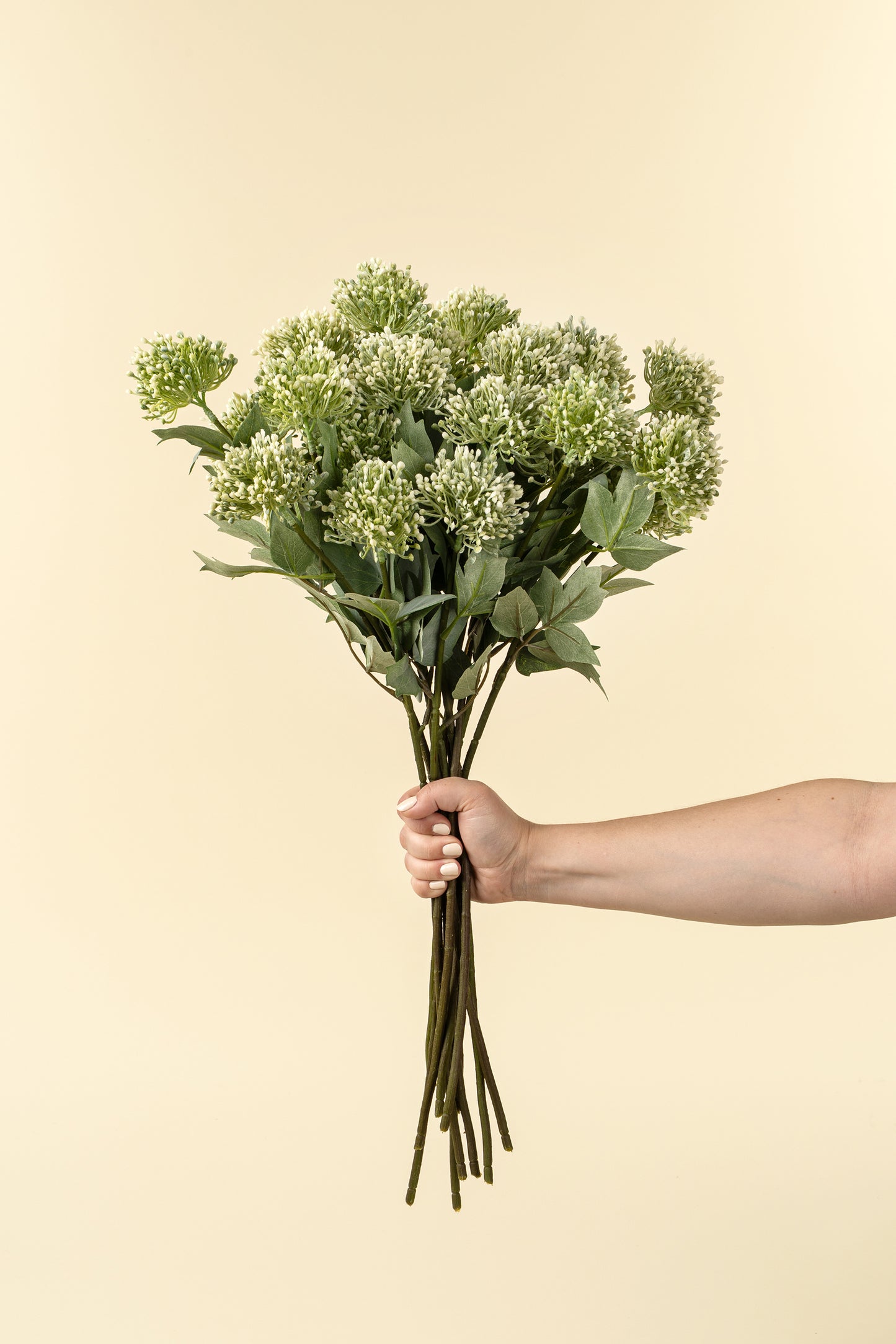 Sedum Spray, Green