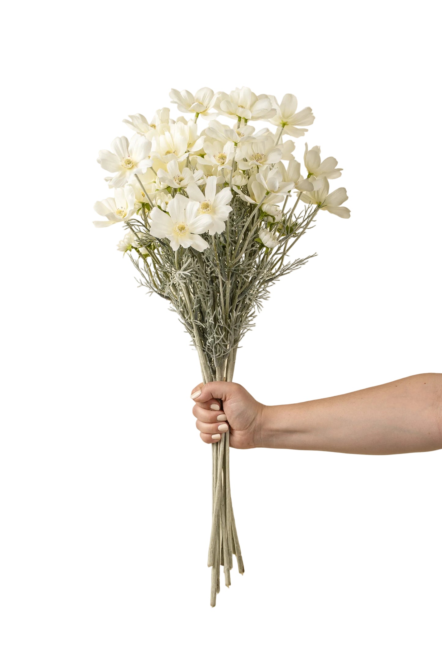 White Cosmos Spray