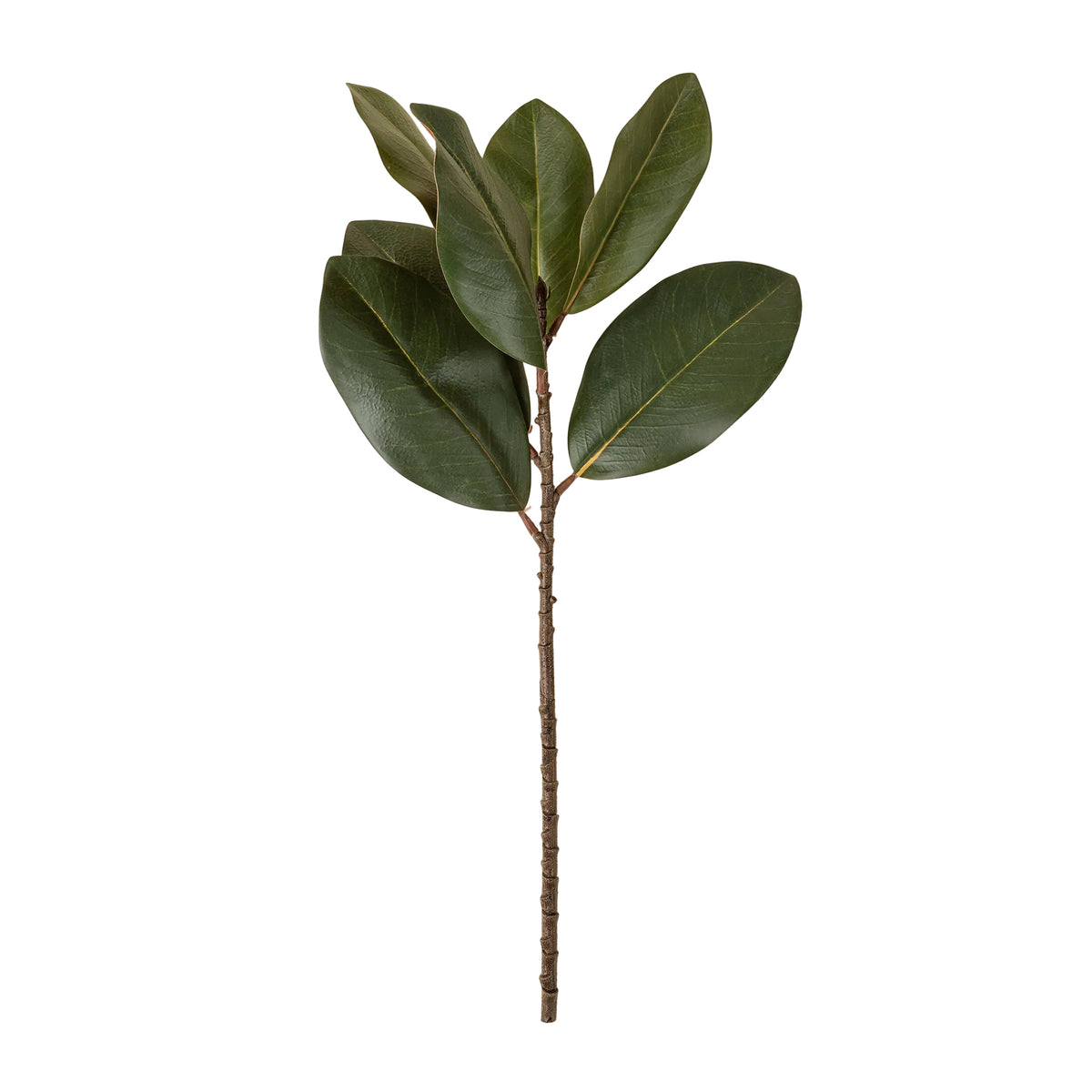 Magnolia Leaf Branch