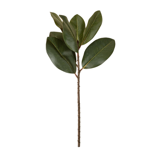 Magnolia Leaf Branch