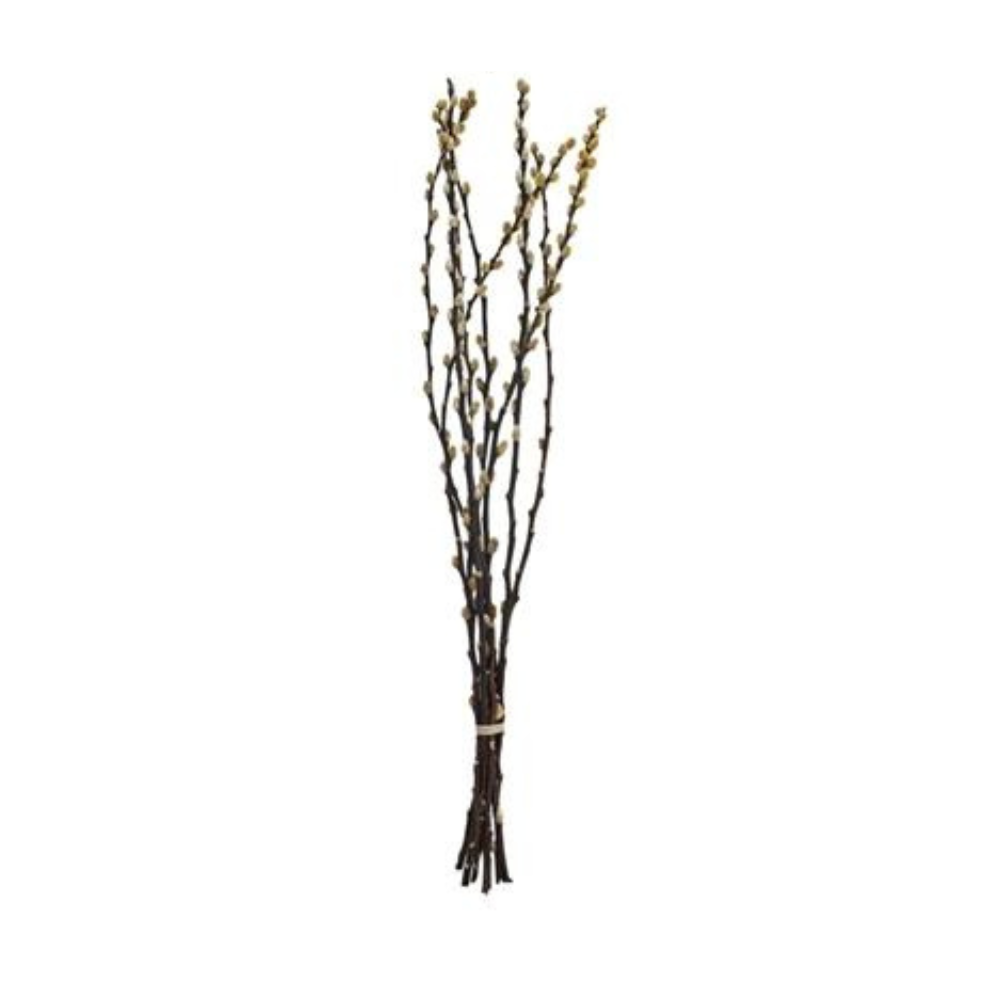Dried Pussy Willow Branch, Daffodil