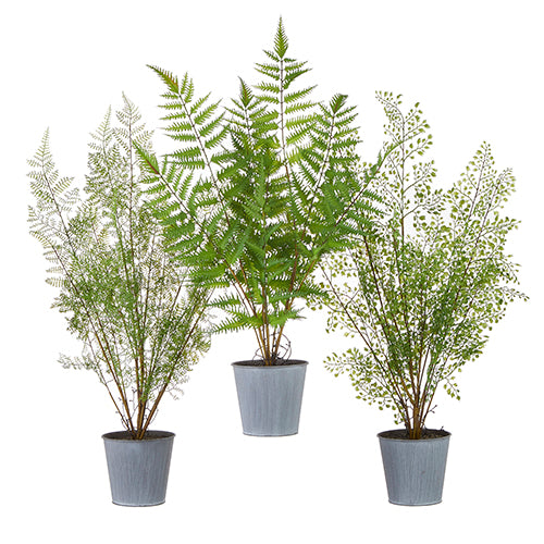 Tall Potted Ferns 23"