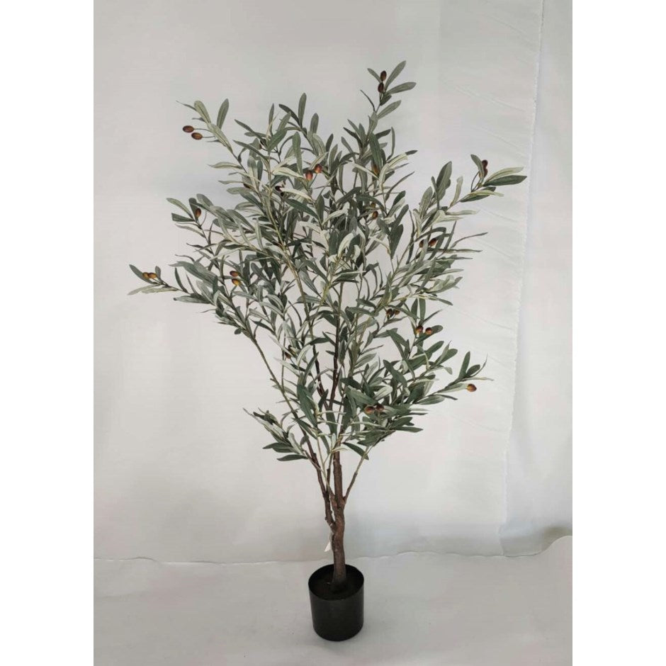 4 ft Olive Tree